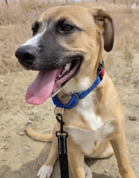 Oliver, an adopted mixed breed in Santa Clara, CA image 3/4