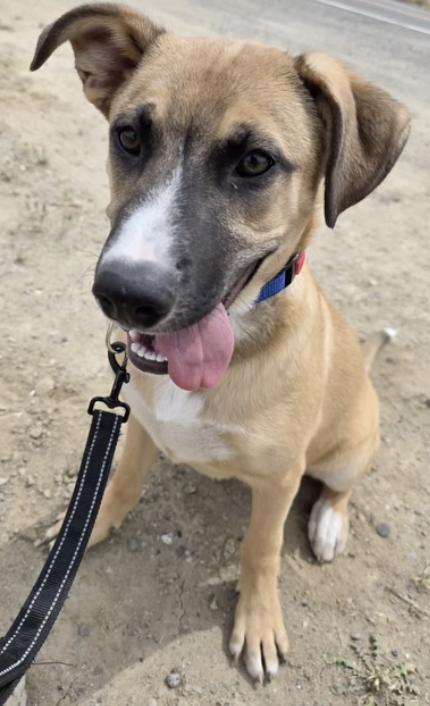 Oliver, adopted, Young Male Corgi & Basset Hound.