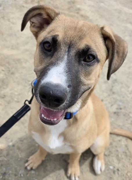 Oliver, an adopted mixed breed in Santa Clara, CA image 4/4