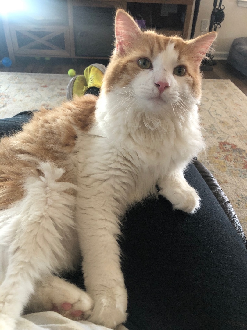 Enlarge Hopper, a Adopted Norwegian Forest Cat in Jesup, GA image 1/6