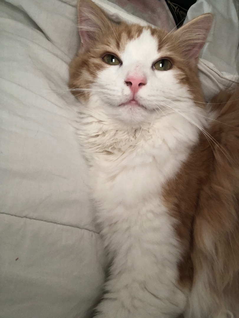 Enlarge Hopper, a Adopted Norwegian Forest Cat in Jesup, GA image 2/6