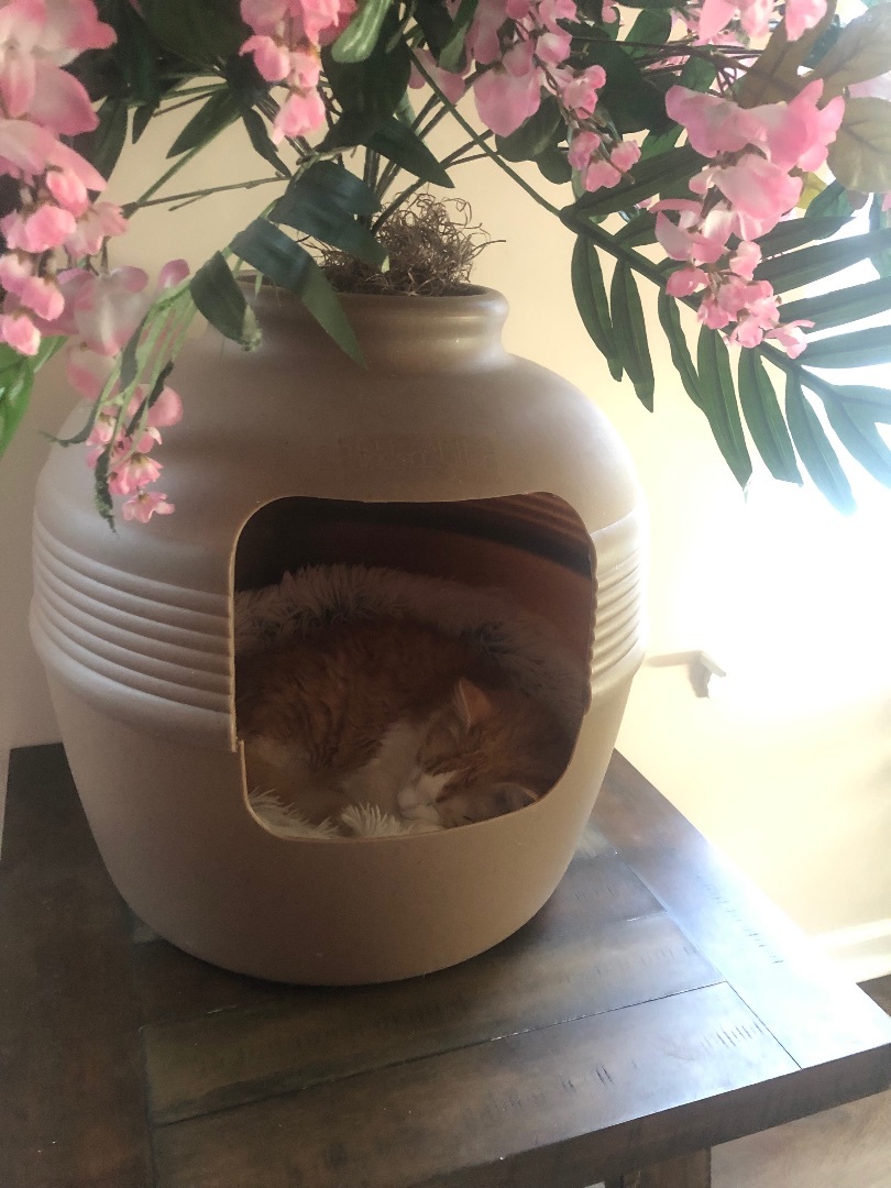 Enlarge Hopper, a Adopted Norwegian Forest Cat in Jesup, GA image 3/6