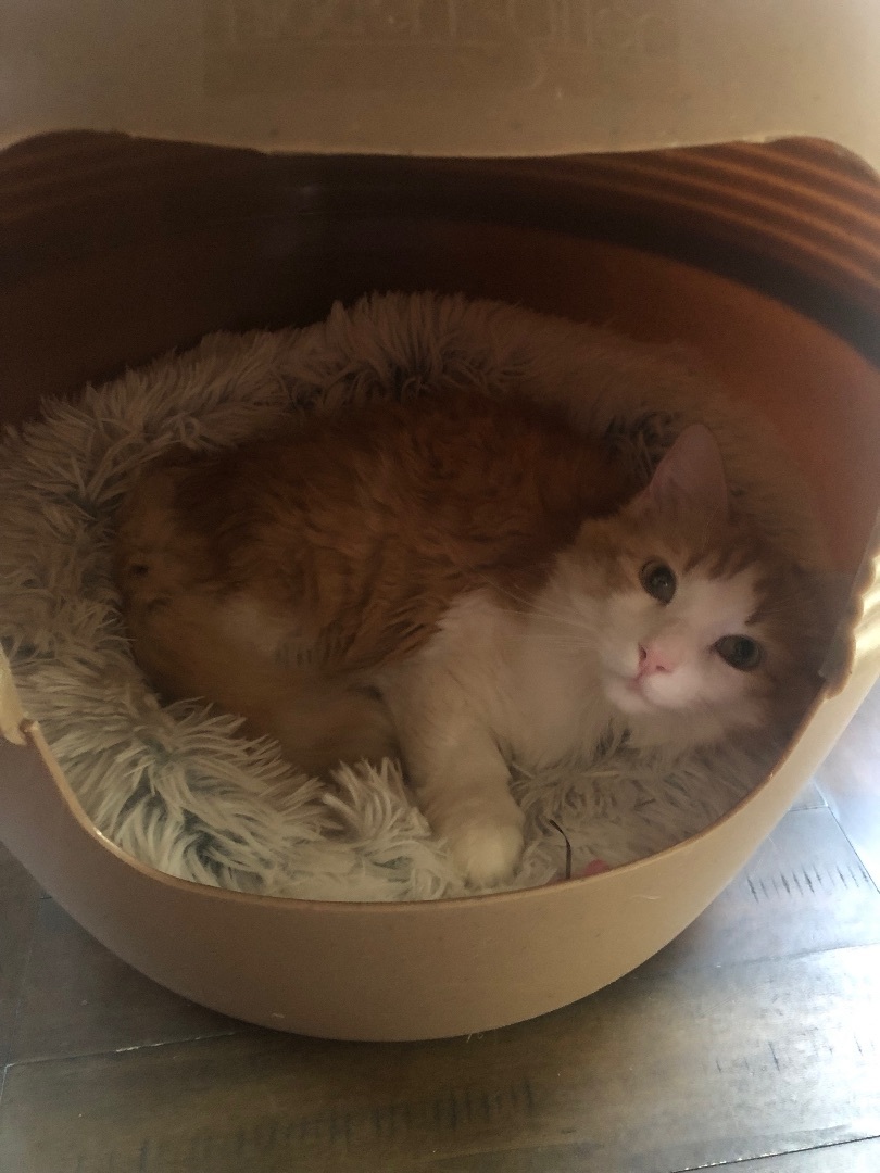 Enlarge Hopper, a Adopted Norwegian Forest Cat in Jesup, GA image 4/6