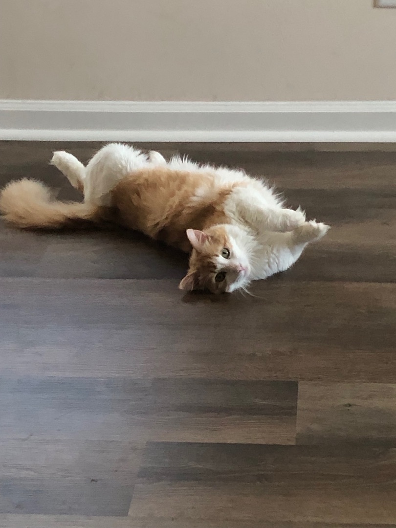 Enlarge Hopper, a Adopted Norwegian Forest Cat in Jesup, GA image 5/6