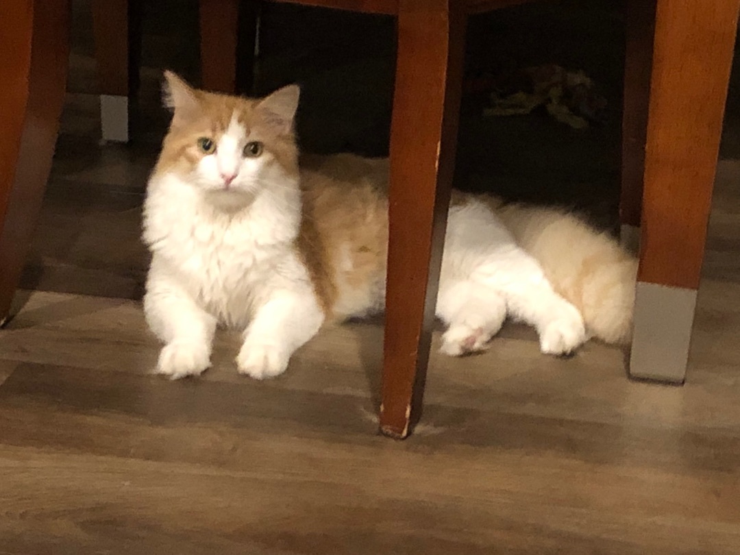 Enlarge Hopper, a Adopted Norwegian Forest Cat in Jesup, GA image 6/6