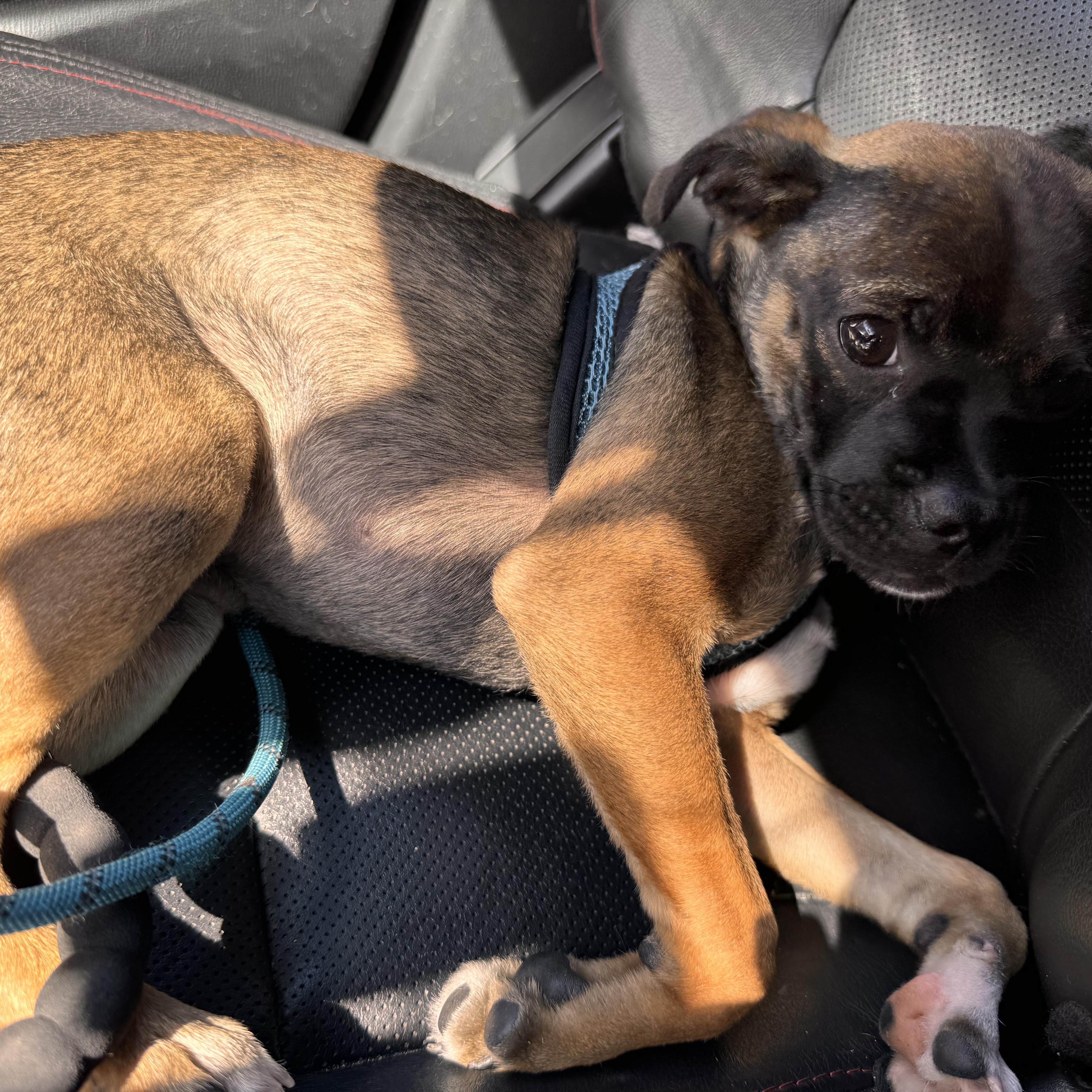 Enlarge Roscoe, a Adoptable mixed breed in Portland, OR image 2/4