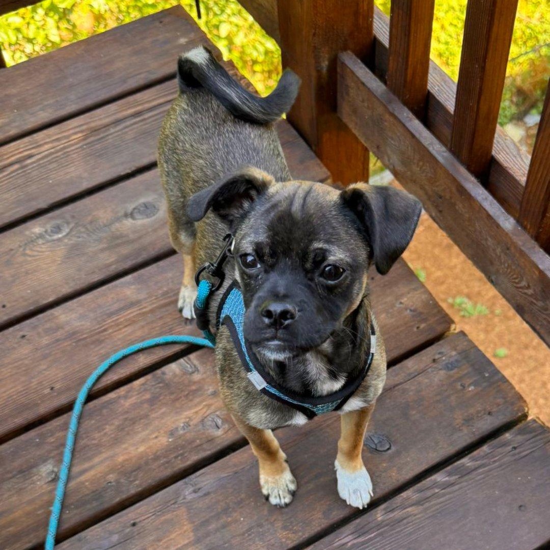 Roscoe, Adoptable, Young Male Chihuahua & Terrier.