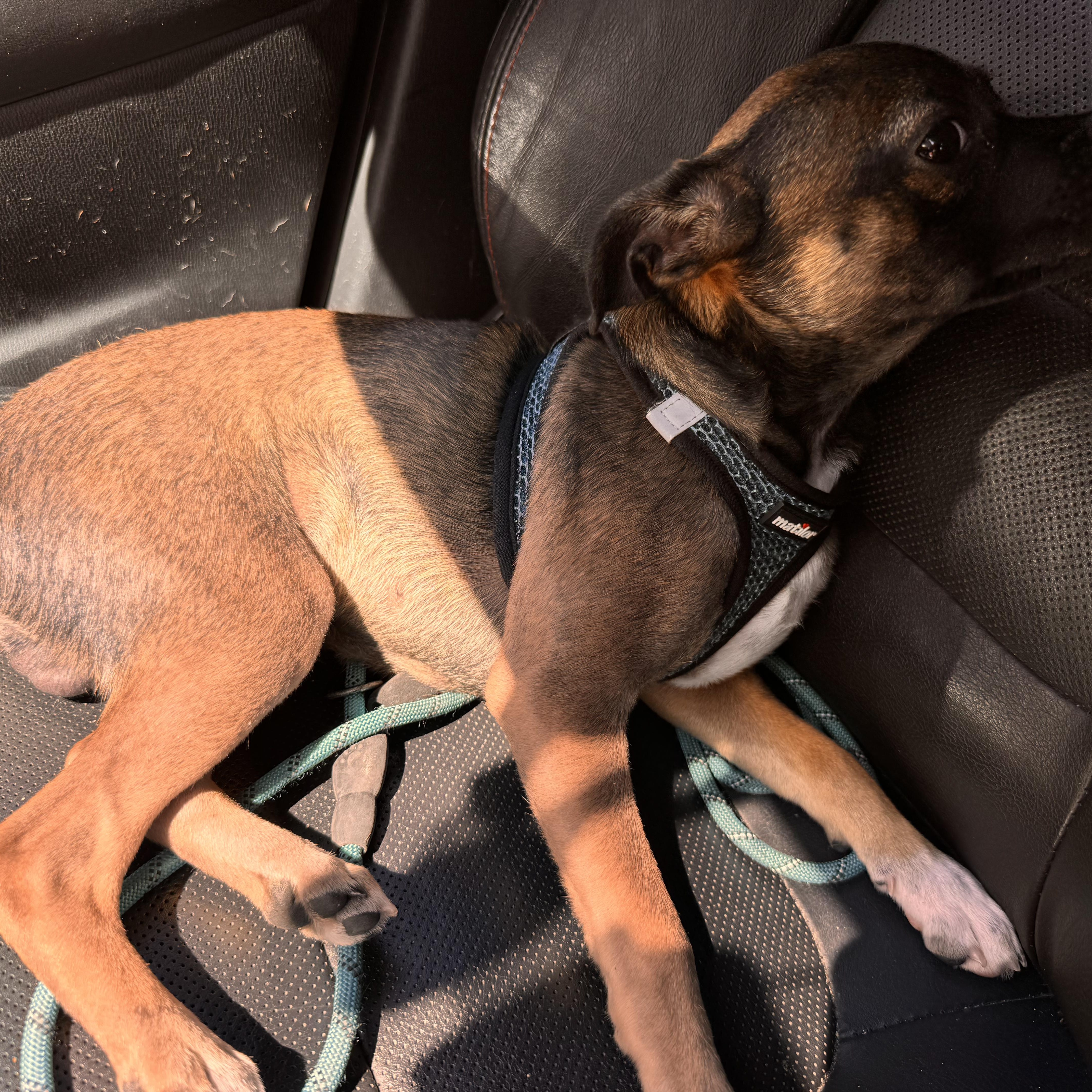 Enlarge Roscoe, a Adoptable mixed breed in Portland, OR image 4/4