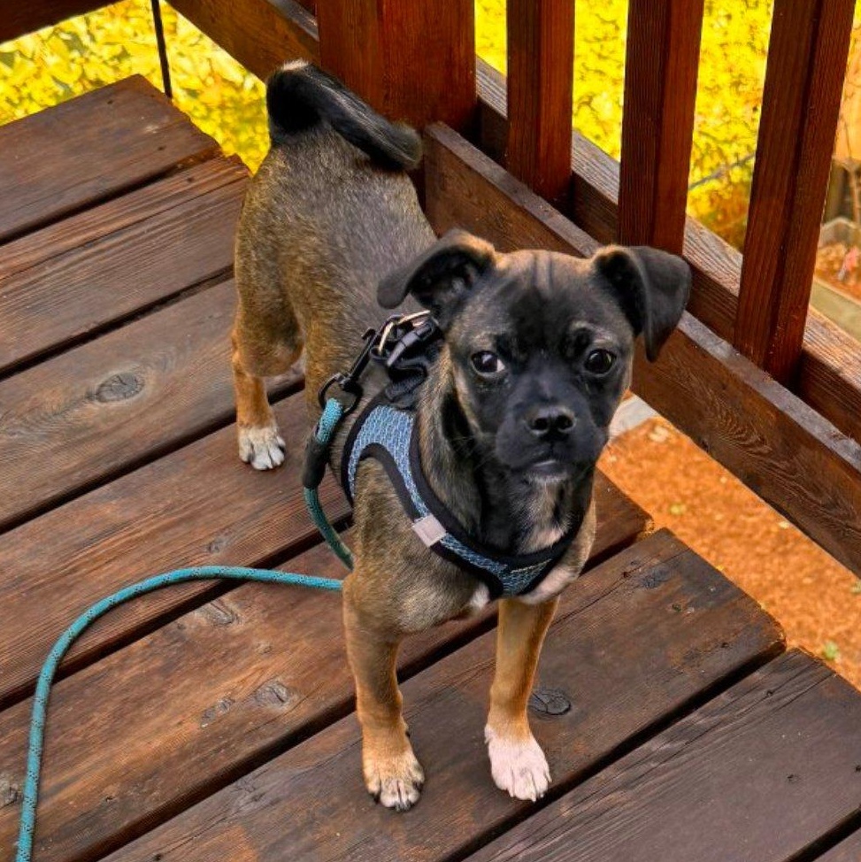 Enlarge Roscoe, a Adoptable mixed breed in Portland, OR image 3/4
