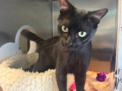 Enlarge ANTONIO, a Adoptable Domestic Short Hair in Palo Alto, CA image 1/1
