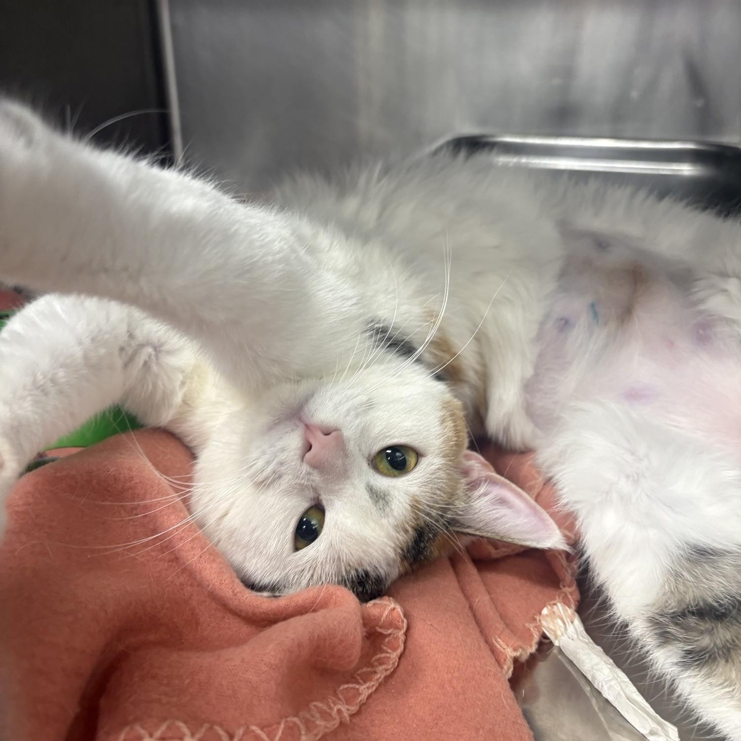 Velvet, ADOPTABLE, Adult Female Domestic Short Hair.