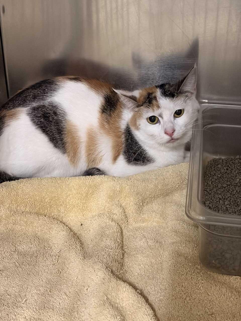 Enlarge Velvet, a ADOPTABLE Domestic Short Hair in Saint Charles, MO image 2/2