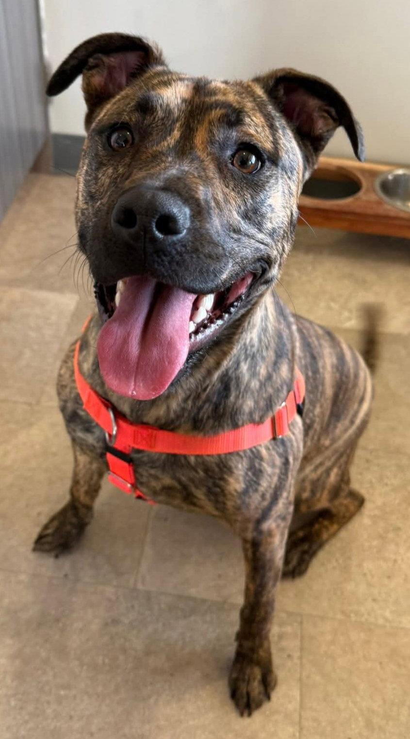 Enlarge Artemis *Lived with cats*, a Adoptable Pit Bull Terrier in Oxford, MI image 1/3