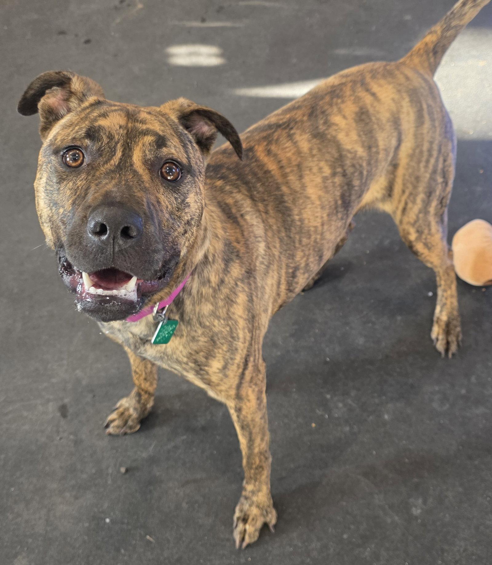 Enlarge Artemis *Lived with cats*, a Adoptable Pit Bull Terrier in Oxford, MI image 2/3