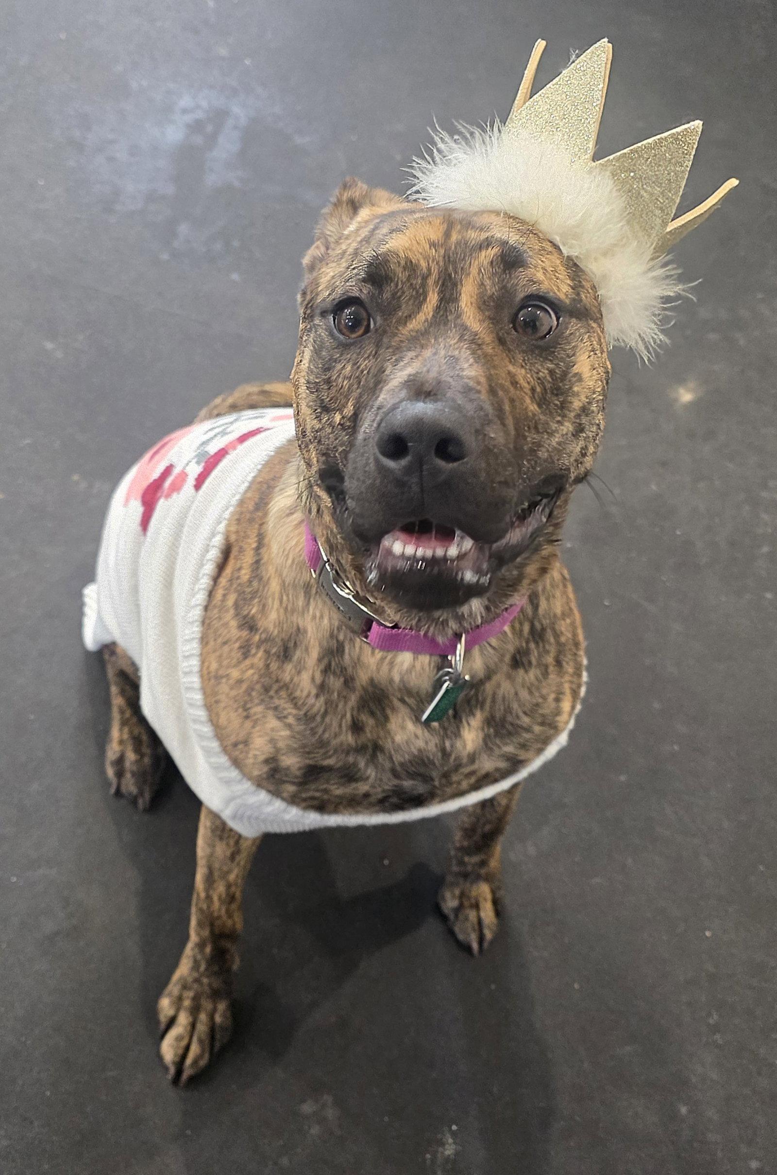 Enlarge Artemis *Lived with cats*, a Adoptable Pit Bull Terrier in Oxford, MI image 3/3