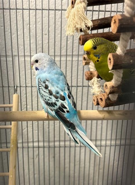SKY, Adoptable, Young Male Parrot (Other).