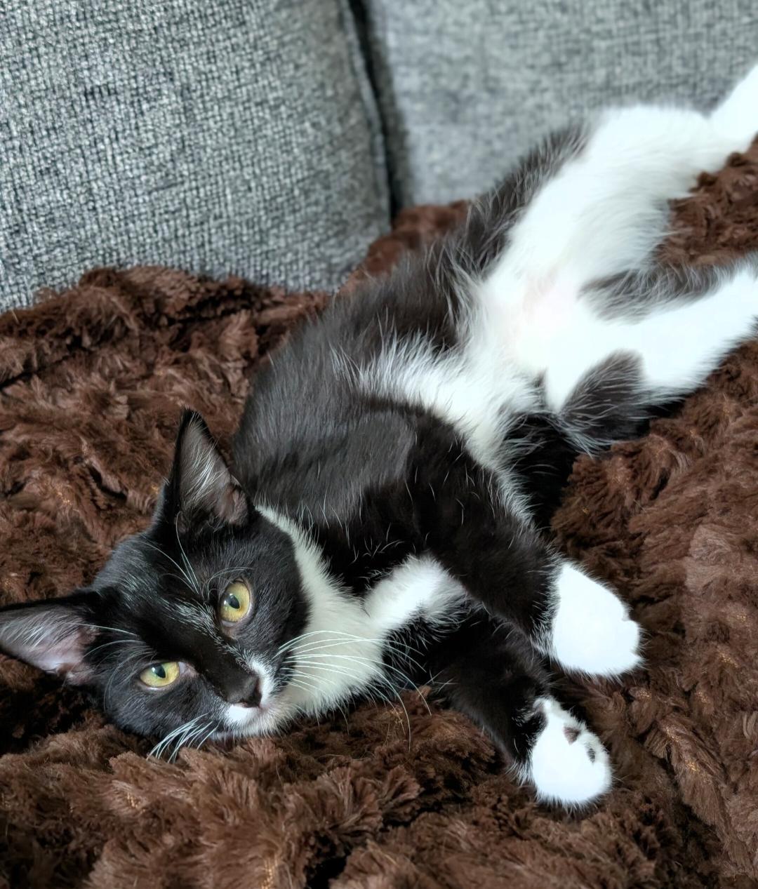 Enlarge Shortsword, a Adoptable Domestic Short Hair in Leesburg, VA image 5/5
