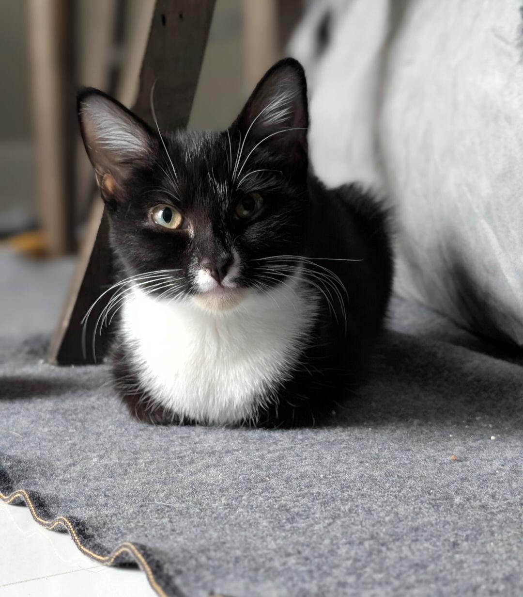 Enlarge Shortsword, a Adoptable Domestic Short Hair in Leesburg, VA image 3/5