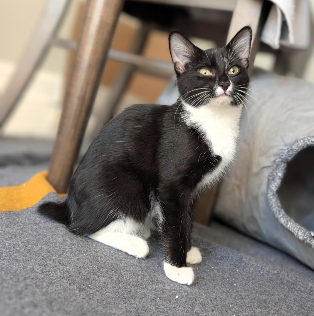 Enlarge Shortsword, a Adoptable Domestic Short Hair in Leesburg, VA image 1/5