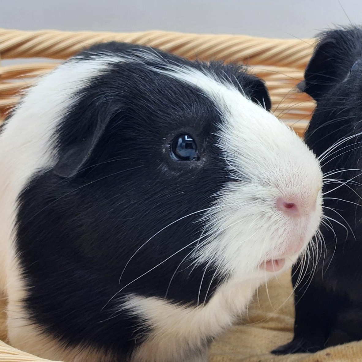Alder & Willow, Adoptable, Adult Male Guinea Pig.