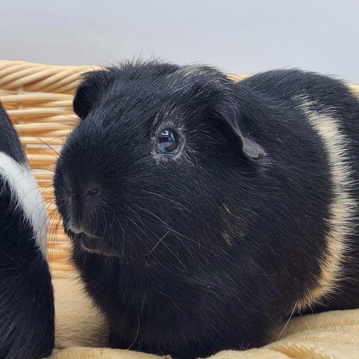 Enlarge Alder & Willow, a Adoptable Guinea Pig in Angleton, TX image 6/6