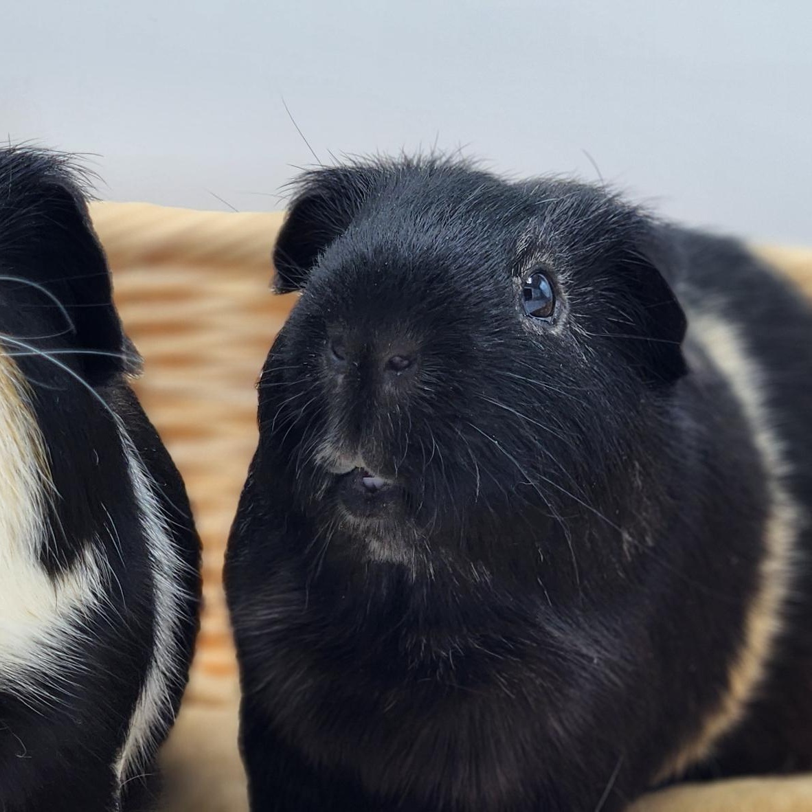 Enlarge Alder & Willow, a Adoptable Guinea Pig in Angleton, TX image 5/6