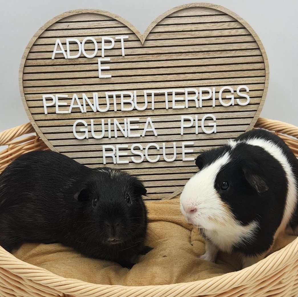 Enlarge Alder & Willow, a Adoptable Guinea Pig in Angleton, TX image 1/6