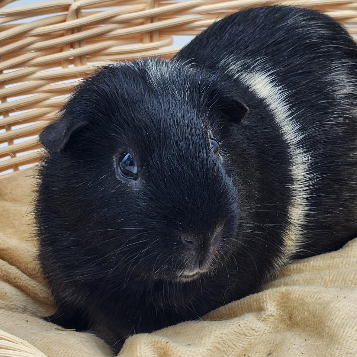Enlarge Alder & Willow, a Adoptable Guinea Pig in Angleton, TX image 2/6