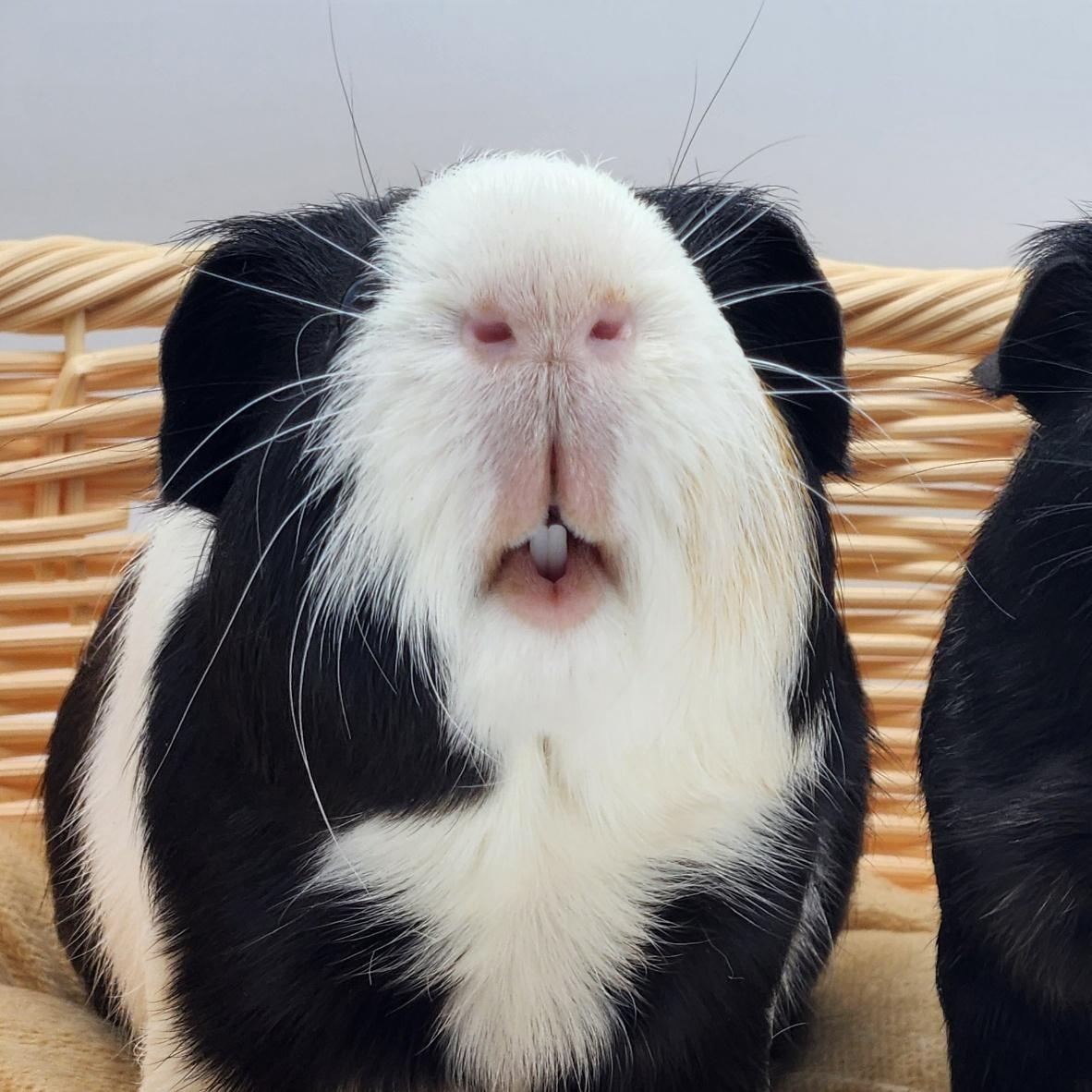 Enlarge Alder & Willow, a Adoptable Guinea Pig in Angleton, TX image 4/6