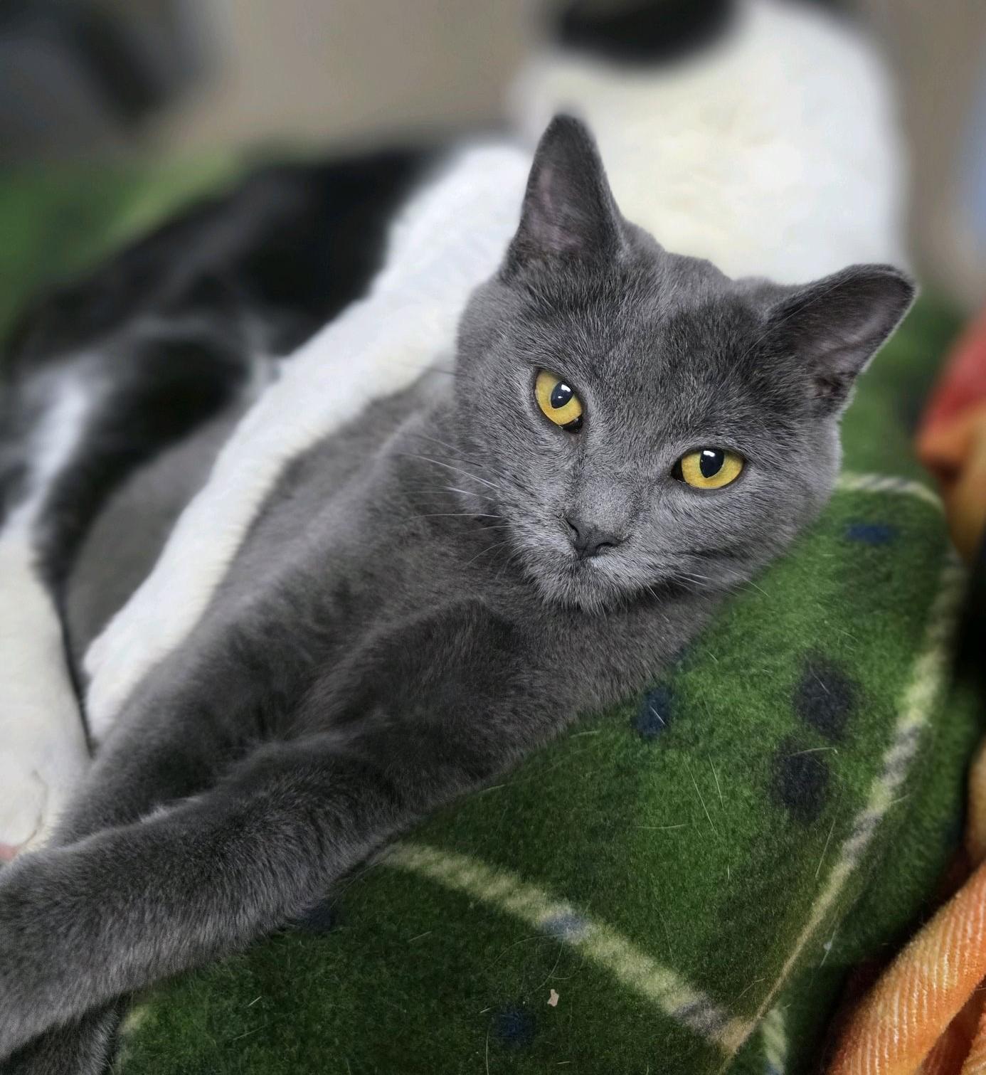 Enlarge Little Gary (gray girl), a Adoptable Domestic Short Hair in Columbus, OH image 3/6
