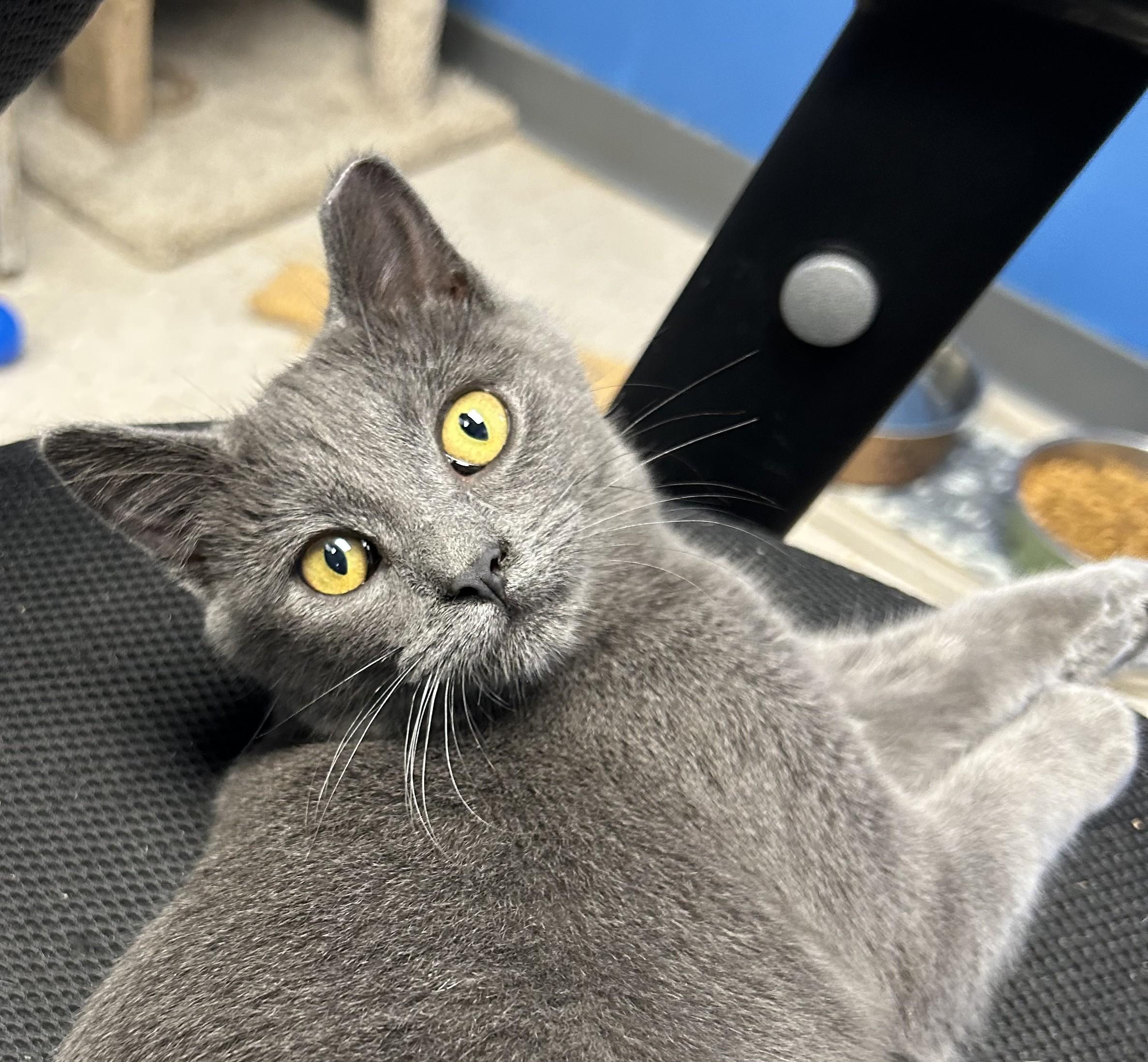 Bentley (black girl) & Little Gary (gray girl)