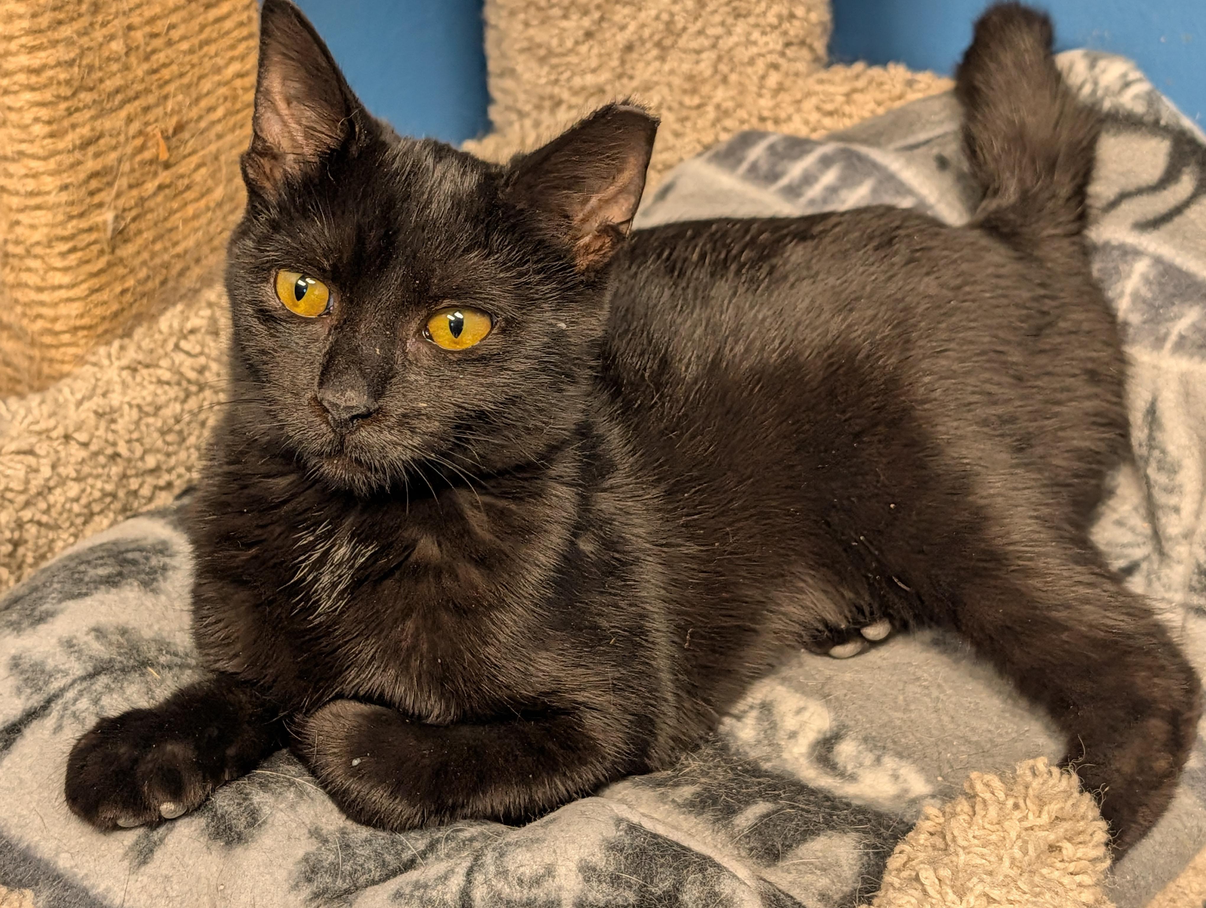 Bentley (black girl) & Little Gary (gray girl)