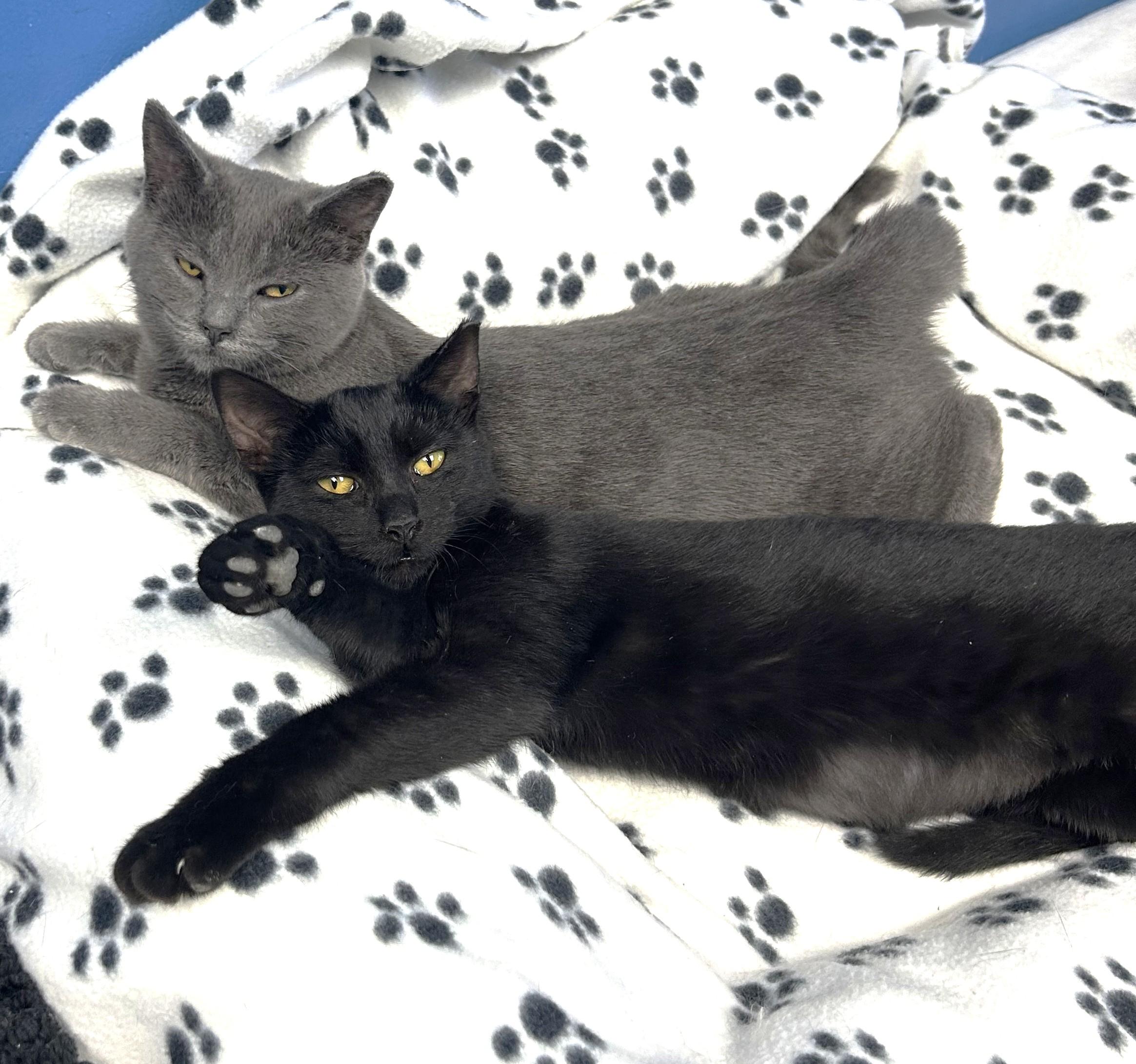 Bentley (black girl) & Little Gary (gray girl)