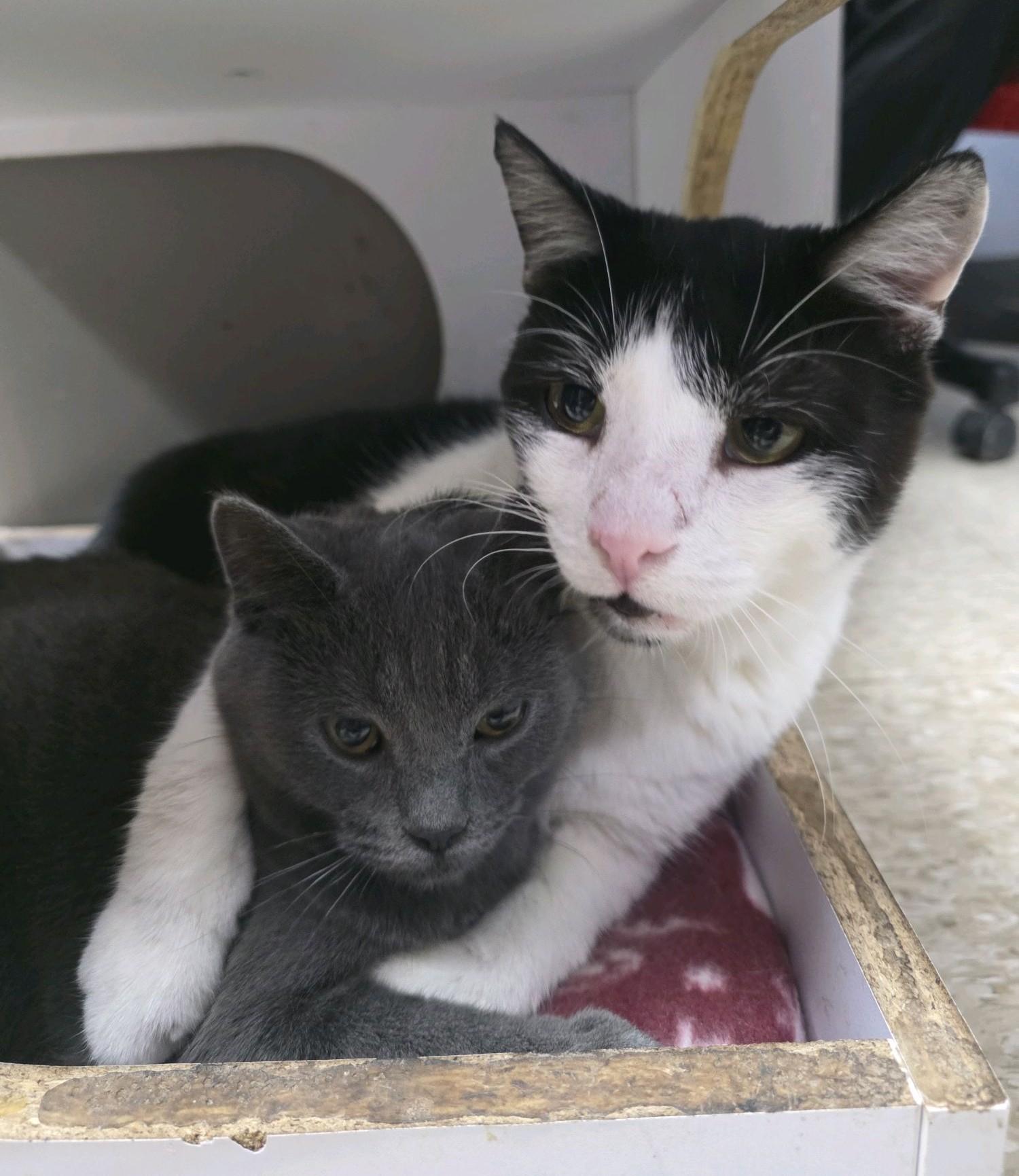 Enlarge Little Gary (gray girl), a Adoptable Domestic Short Hair in Columbus, OH image 4/6