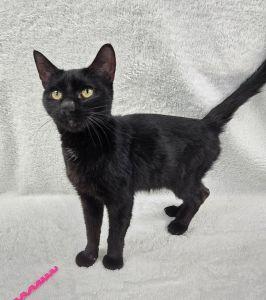 Enlarge Honkers, a ADOPTABLE Domestic Short Hair in Bucyrus, OH image 1/3