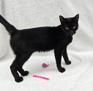 Enlarge Honkers, a ADOPTABLE Domestic Short Hair in Bucyrus, OH image 2/3