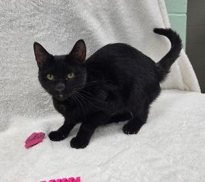 Honkers, ADOPTABLE, Young Female Domestic Short Hair.