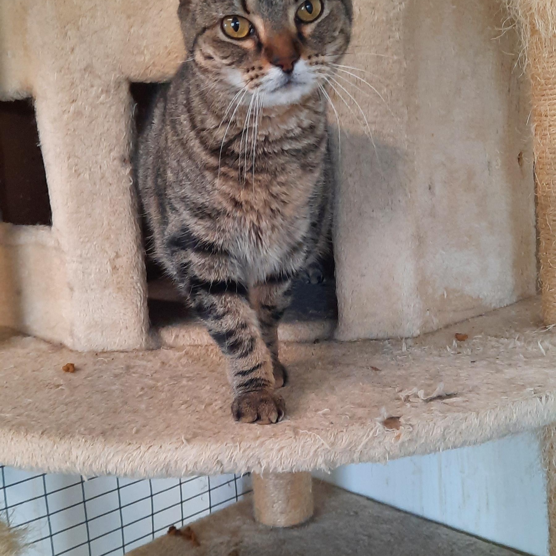 Savannah , a ADOPTABLE mixed breed in Metropolis, IL image 2/2