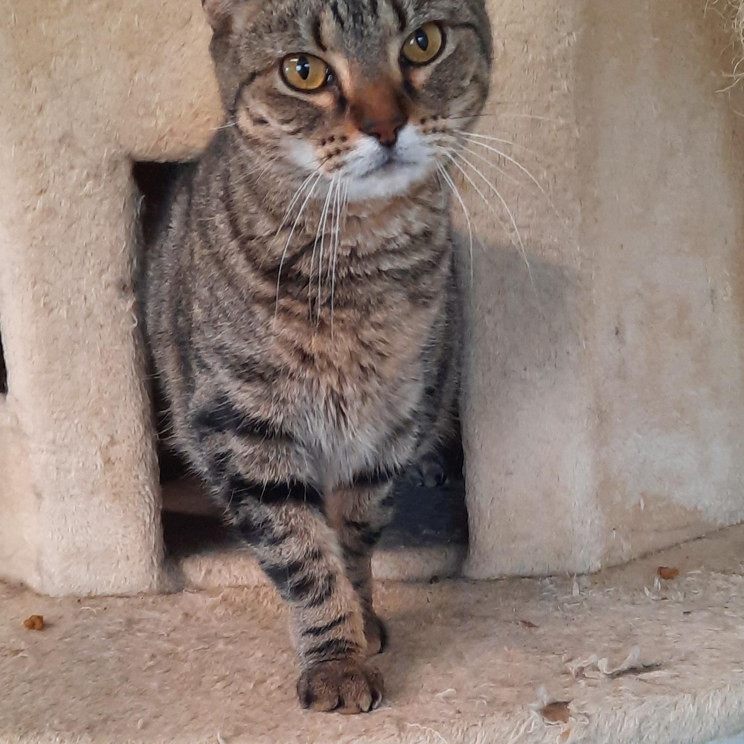 Enlarge Savannah , a ADOPTABLE mixed breed in Metropolis, IL image 1/2