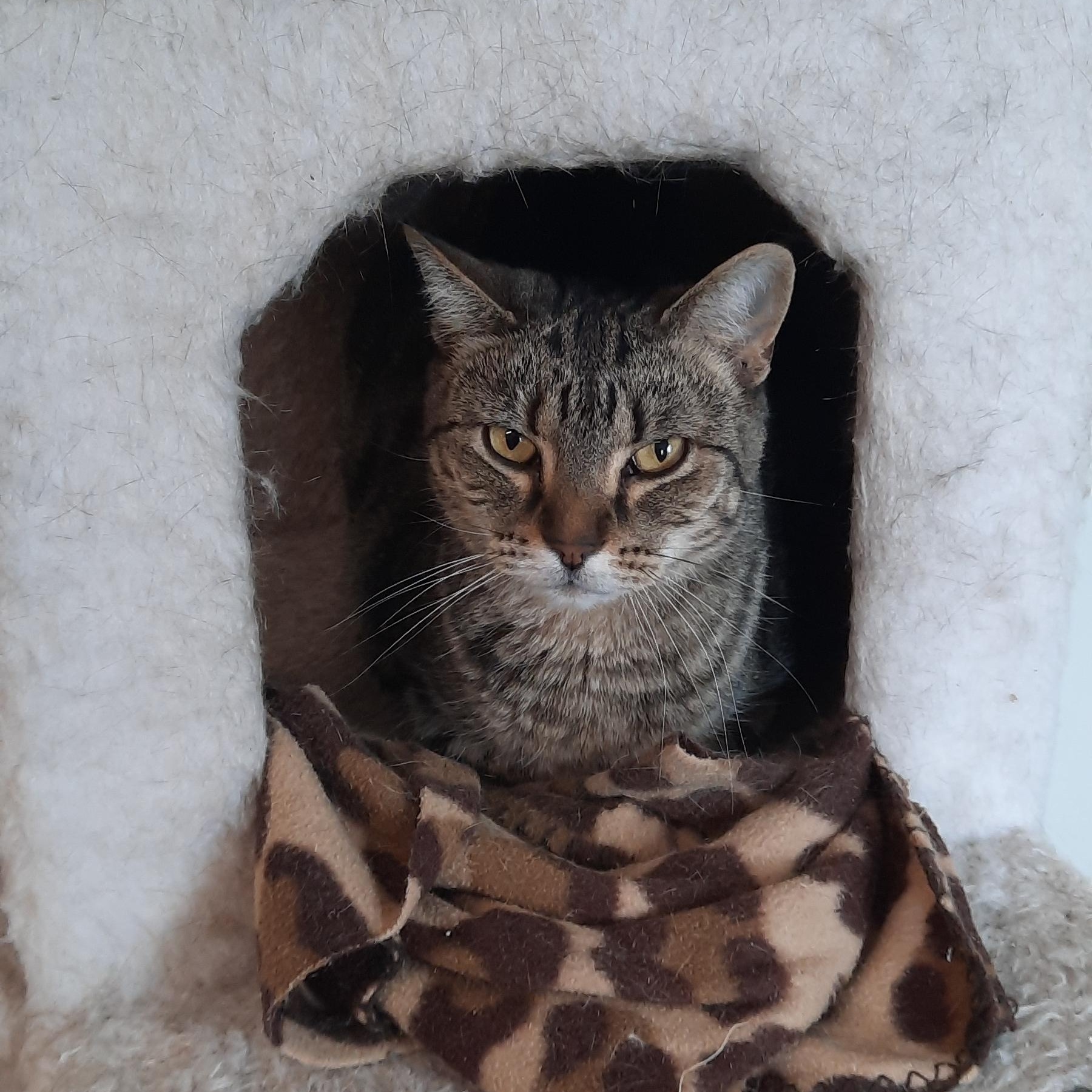 Savannah , ADOPTABLE, Adult Female Domestic Short Hair.