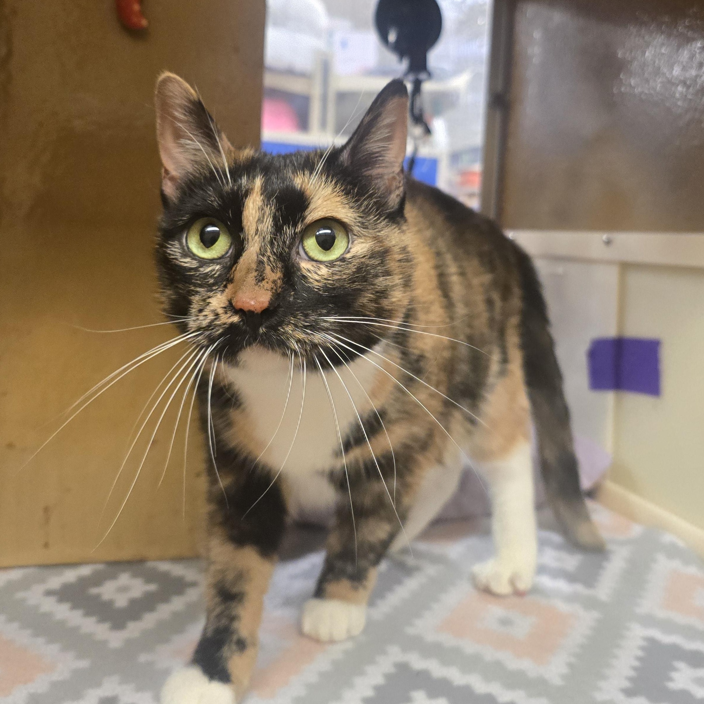 Molly, adopted, Adult Female Domestic Short Hair.