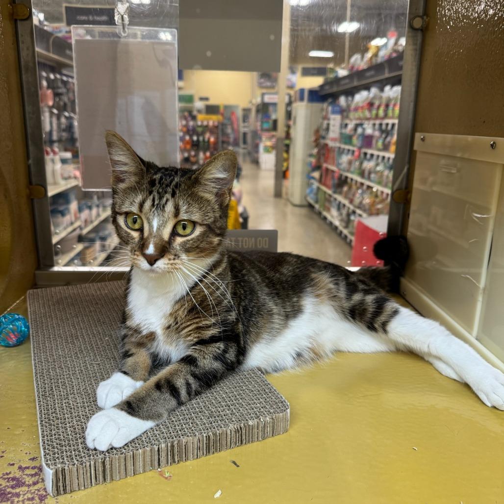 Cocoa, a Adoptable Domestic Short Hair in Henderson, NV image 1/3