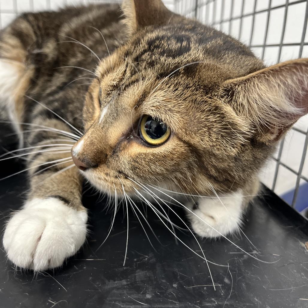 Cocoa, a Adoptable Domestic Short Hair in Henderson, NV image 2/3