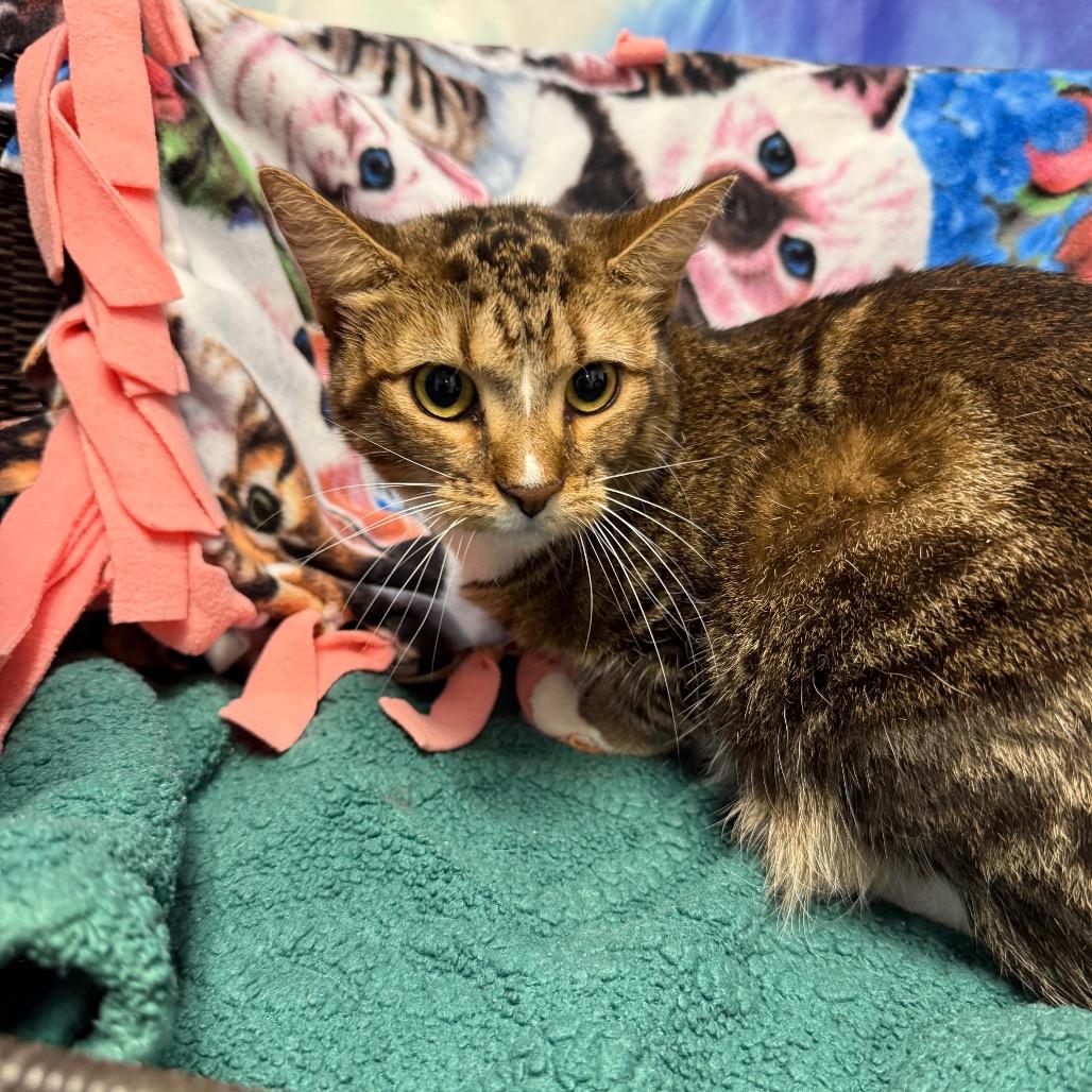 Cocoa, a Adoptable Domestic Short Hair in Henderson, NV image 3/3