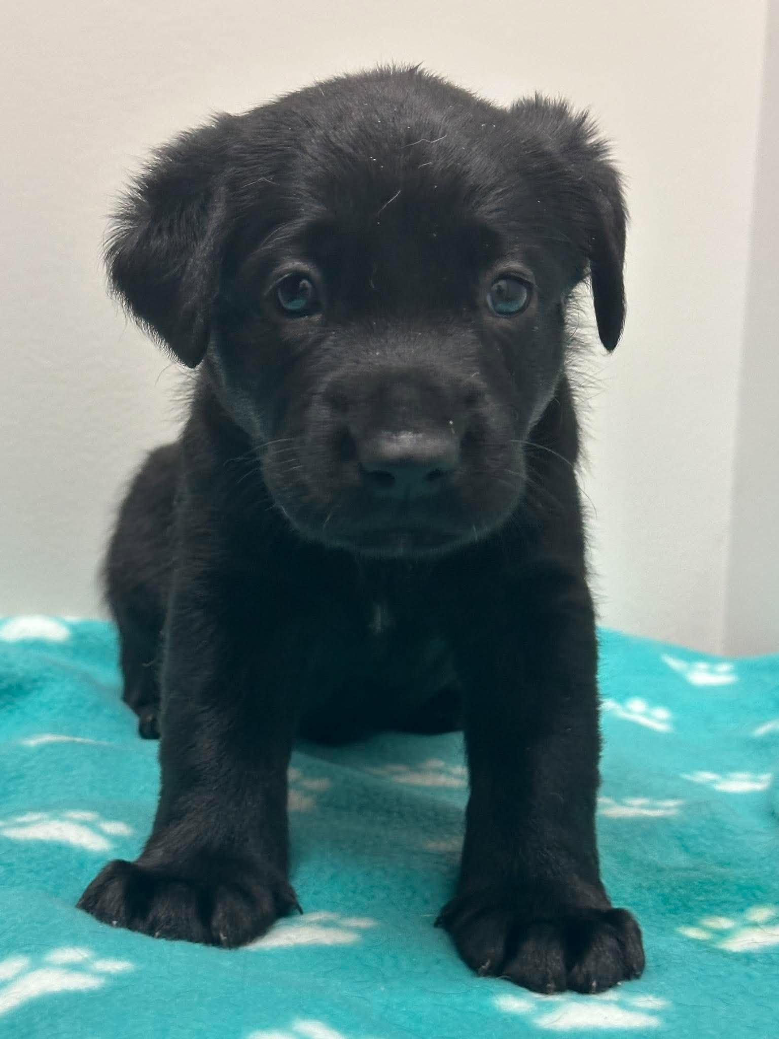 Enlarge York, a Adoptable mixed breed in Mississauga, ON image 1/5