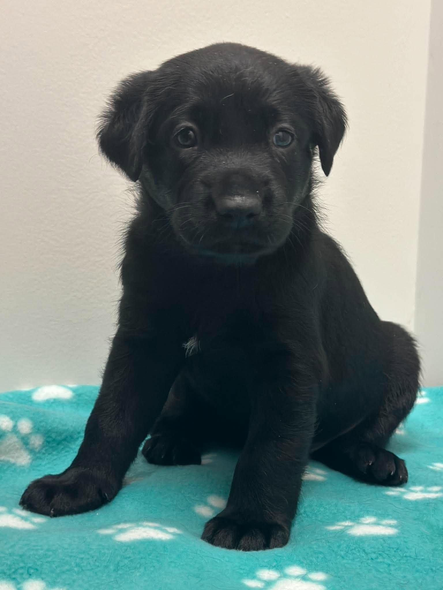 Enlarge York, a Adoptable mixed breed in Mississauga, ON image 5/5
