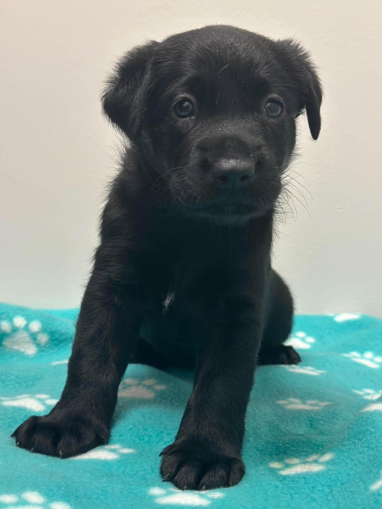 Enlarge York, a Adoptable mixed breed in Mississauga, ON image 3/5