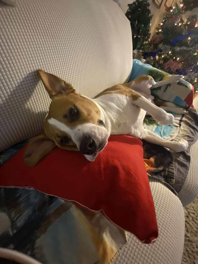 Zigg, Adoptable, Young Male Boxer.