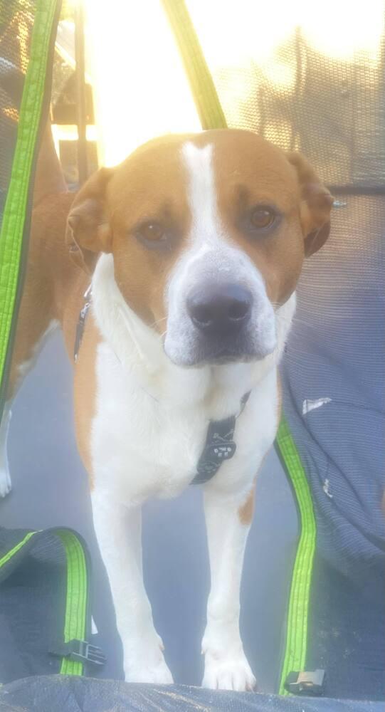 Enlarge Zigg, a Adoptable Boxer in Milton, FL image 2/6