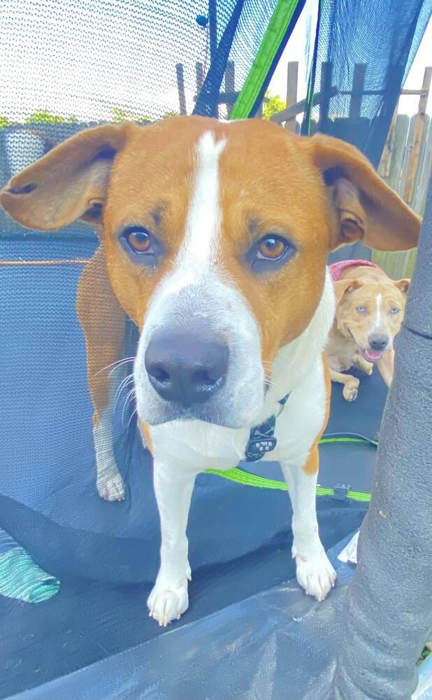 Enlarge Zigg, a Adoptable Boxer in Milton, FL image 3/6